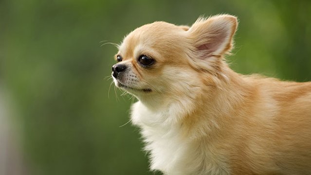 チワワ ありがとうの日 