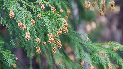 花粉対策の日 の画像