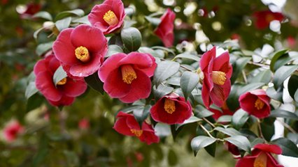 いい椿の日 の画像