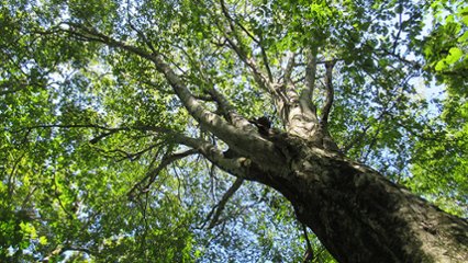 国産ブナ材の日 の画像