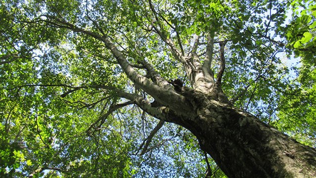 国産ブナ材の日 