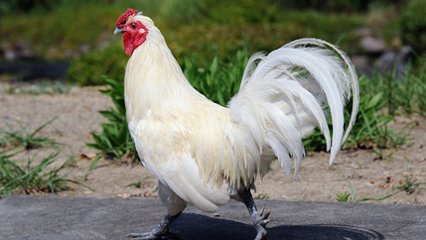 にわとりの日 の画像