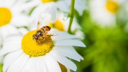 みつばちの日の画像