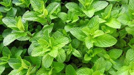 ミントの日の画像