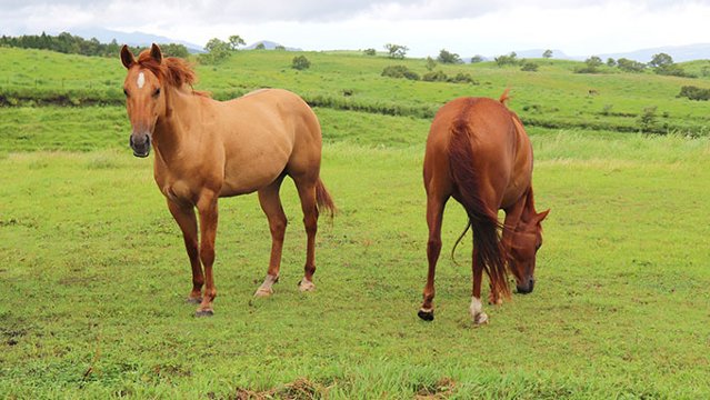 乗馬許可記念日