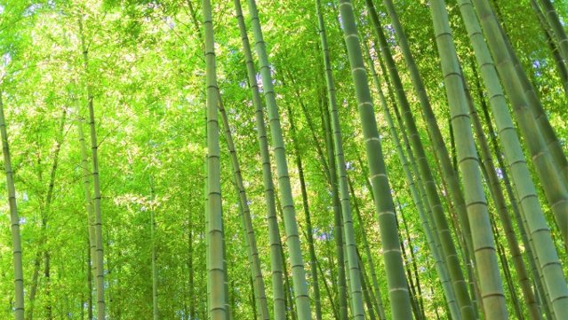 世界竹の日