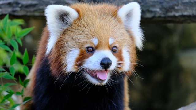 国際レッサーパンダデー