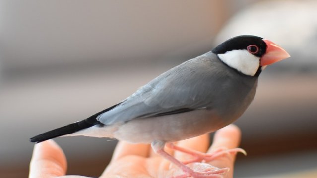 文鳥の日