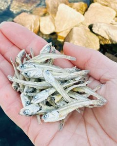 食べるかえりいりこ「ちびっ子いりこ」|池田漁業組合画像