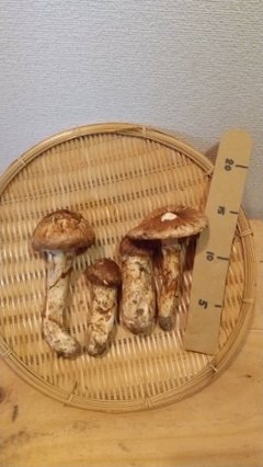 【数量限定・順次発送】　fun社長自ら、手入れのされていない自然の山に入り収穫する、正真正銘の天然松茸 2~300g【～10月中旬・着日指定不可】の画像