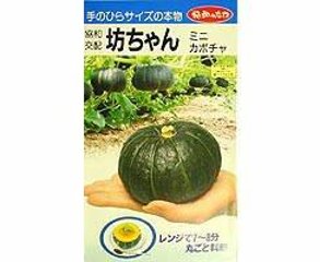 松島交配坊ちゃんかぼちゃ春種1袋6粒の画像