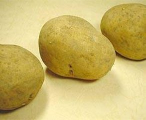 インカのめざめ（馬鈴薯）春作種芋1kgの画像