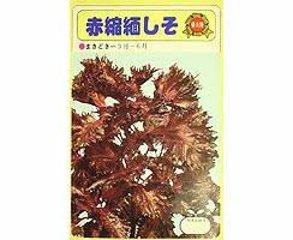 赤縮緬しそ春種1袋1.5mLの画像