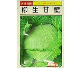 天理交配柳生甘藍秋種1袋1mLの画像