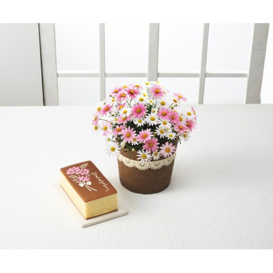 【母の日専用】長﨑堂　母の日カステーラとマーガレット鉢植さくらべーる５号のセット商品のお届け期間：5.6(水)～5.10(日)。5月6日以降のご注文は「遅れてごめんね」対応となります。画像