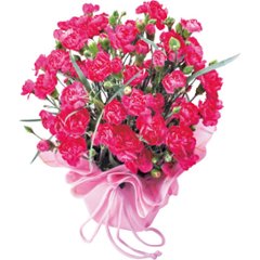 【母の日専用】カーネーション鉢植え ピンク商品のお届け期間：5.6(水)～5.10(日)。5月6日以降のご注文は「遅れてごめんね」対応となります。の画像