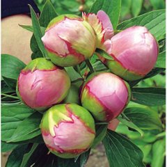 【母の日専用】シャクヤクの花束商品のお届け期間：5.6(水)～5.10(日)。5月6日以降のご注文は「遅れてごめんね」対応となります。画像