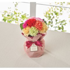 【母の日専用】そのまま飾れるブーケ　７色ミックスカーネーション商品のお届け期間：5.6(水)～5.10(日)。5月6日以降のご注文は「遅れてごめんね」対応となります。の画像