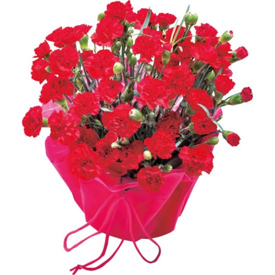 【母の日専用】カーネーション鉢植え 赤商品のお届け期間：5.6(水)～5.10(日)。5月6日以降のご注文は「遅れてごめんね」対応となります。画像