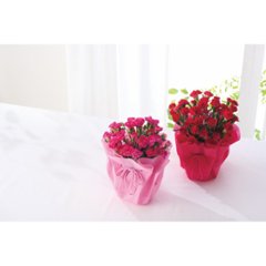 【母の日専用】カーネーション鉢植え 赤商品のお届け期間：5.6(水)～5.10(日)。5月6日以降のご注文は「遅れてごめんね」対応となります。画像