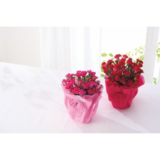 【母の日専用】カーネーション鉢植え 赤商品のお届け期間：5.6(水)～5.10(日)。5月6日以降のご注文は「遅れてごめんね」対応となります。画像