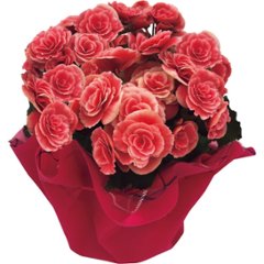 【母の日専用】八重咲ベゴニア鉢植え　母里明日（ボリアス）商品のお届け期間：5.6(水)～5.10(日)。5月6日以降のご注文は「遅れてごめんね」対応となります。の画像