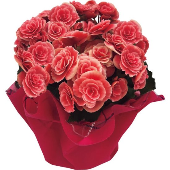 【母の日専用】八重咲ベゴニア鉢植え　母里明日（ボリアス）商品のお届け期間：5.6(水)～5.10(日)。5月6日以降のご注文は「遅れてごめんね」対応となります。画像