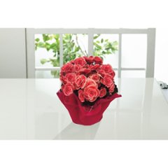 【母の日専用】八重咲ベゴニア鉢植え　母里明日（ボリアス）商品のお届け期間：5.6(水)～5.10(日)。5月6日以降のご注文は「遅れてごめんね」対応となります。画像