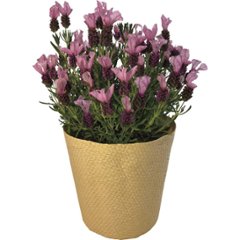 【母の日専用】フレンチラベンダー鉢植え商品のお届け期間：5.6(水)～5.10(日)。5月6日以降のご注文は「遅れてごめんね」対応となります。の画像