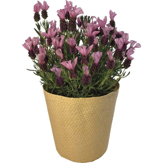 【母の日専用】フレンチラベンダー鉢植え商品のお届け期間：5.6(水)～5.10(日)。5月6日以降のご注文は「遅れてごめんね」対応となります。画像