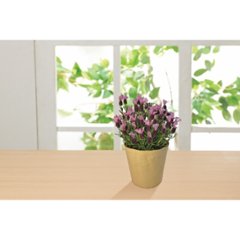 【母の日専用】フレンチラベンダー鉢植え商品のお届け期間：5.6(水)～5.10(日)。5月6日以降のご注文は「遅れてごめんね」対応となります。画像