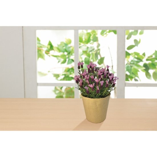 【母の日専用】フレンチラベンダー鉢植え商品のお届け期間：5.6(水)～5.10(日)。5月6日以降のご注文は「遅れてごめんね」対応となります。画像