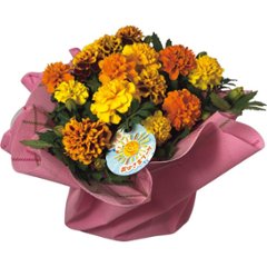 【母の日専用】マリーゴールド鉢植え　おひさまブーケ商品のお届け期間：5.6(水)～5.10(日)。5月6日以降のご注文は「遅れてごめんね」対応となります。の画像