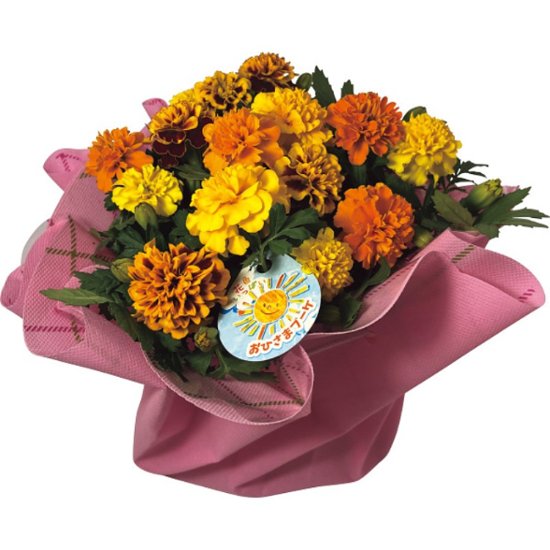 【母の日専用】マリーゴールド鉢植え　おひさまブーケ商品のお届け期間：5.6(水)～5.10(日)。5月6日以降のご注文は「遅れてごめんね」対応となります。画像