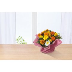 【母の日専用】マリーゴールド鉢植え　おひさまブーケ商品のお届け期間：5.6(水)～5.10(日)。5月6日以降のご注文は「遅れてごめんね」対応となります。画像