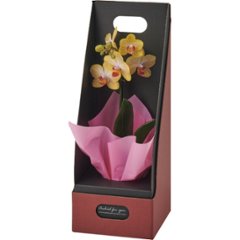 【母の日専用】マイクロ胡蝶蘭（ギフトボックス入） イエロー商品のお届け期間：5.6(水)～5.10(日)。5月6日以降のご注文は「遅れてごめんね」対応となります。の画像