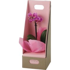【母の日専用】マイクロ胡蝶蘭（ギフトボックス入） ピンク商品のお届け期間：5.6(水)～5.10(日)。5月6日以降のご注文は「遅れてごめんね」対応となります。の画像