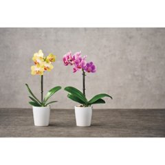 【母の日専用】マイクロ胡蝶蘭（ギフトボックス入） ピンク商品のお届け期間：5.6(水)～5.10(日)。5月6日以降のご注文は「遅れてごめんね」対応となります。画像