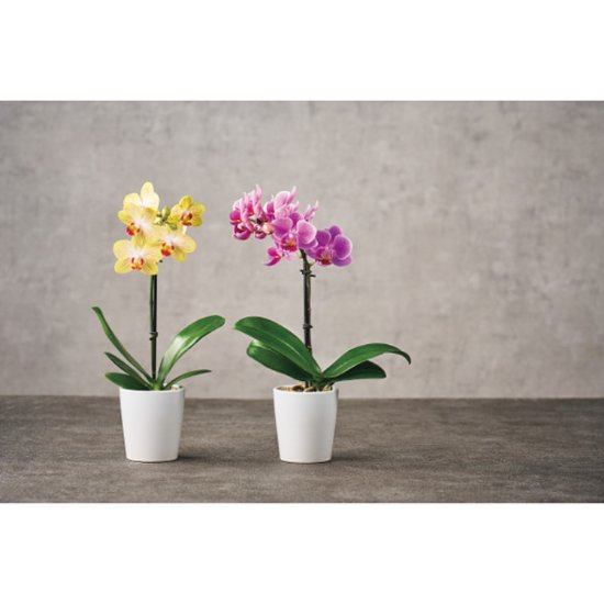 【母の日専用】マイクロ胡蝶蘭（ギフトボックス入） ピンク商品のお届け期間：5.6(水)～5.10(日)。5月6日以降のご注文は「遅れてごめんね」対応となります。画像