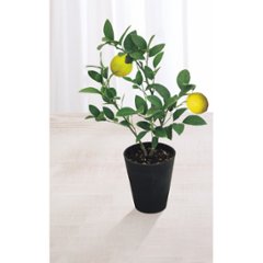 【母の日専用】レモン鉢植え商品のお届け期間：5.6(水)～5.10(日)。5月6日以降のご注文は「遅れてごめんね」対応となります。の画像