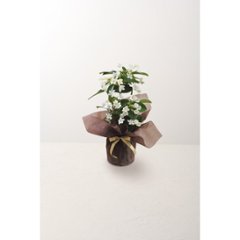 【母の日専用】マダガスカルジャスミン鉢植え商品のお届け期間：5.6(水)～5.10(日)。5月6日以降のご注文は「遅れてごめんね」対応となります。画像