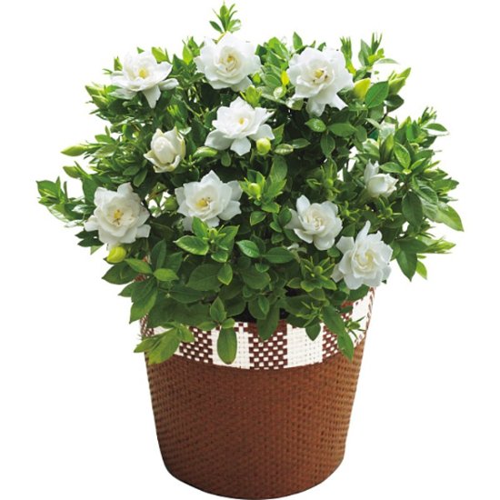 【母の日専用】ガーデニア鉢植え商品のお届け期間：5.6(水)～5.10(日)。5月6日以降のご注文は「遅れてごめんね」対応となります。画像