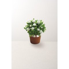 【母の日専用】ガーデニア鉢植え商品のお届け期間：5.6(水)～5.10(日)。5月6日以降のご注文は「遅れてごめんね」対応となります。画像