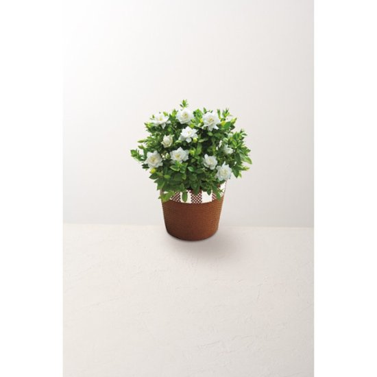 【母の日専用】ガーデニア鉢植え商品のお届け期間：5.6(水)～5.10(日)。5月6日以降のご注文は「遅れてごめんね」対応となります。画像