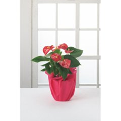 【母の日専用】アンスリウム鉢植え商品のお届け期間：5.6(水)～5.10(日)。5月6日以降のご注文は「遅れてごめんね」対応となります。の画像