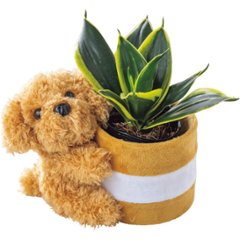 【母の日専用】プードルポットサンスベリア　ハニーイエロー商品のお届け期間：5.6(水)～5.10(日)。5月6日以降のご注文は「遅れてごめんね」対応となります。の画像