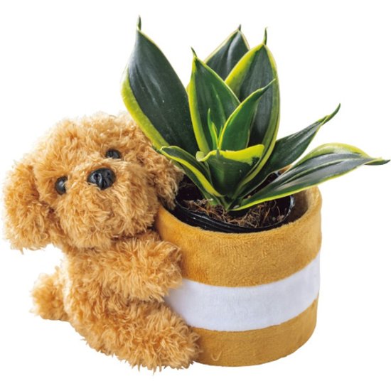 【母の日専用】プードルポットサンスベリア　ハニーイエロー商品のお届け期間：5.6(水)～5.10(日)。5月6日以降のご注文は「遅れてごめんね」対応となります。画像