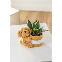 【母の日専用】プードルポットサンスベリア　ハニーイエロー商品のお届け期間：5.6(水)～5.10(日)。5月6日以降のご注文は「遅れてごめんね」対応となります。画像