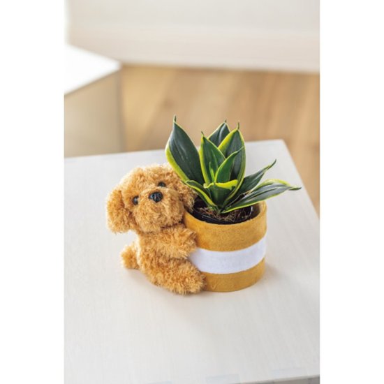 【母の日専用】プードルポットサンスベリア　ハニーイエロー商品のお届け期間：5.6(水)～5.10(日)。5月6日以降のご注文は「遅れてごめんね」対応となります。画像