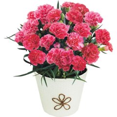 【母の日専用】長﨑堂　母の日カステーラとカーネーション鉢植え４号のセット商品のお届け期間：5.6(水)～5.10(日)。5月6日以降のご注文は「遅れてごめんね」対応となります。画像